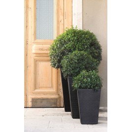 KETER RATTAN PLANTER S 23,6L Mała doniczka rattanowa, 28,5 x 43,5 cm, antracyt 17192300